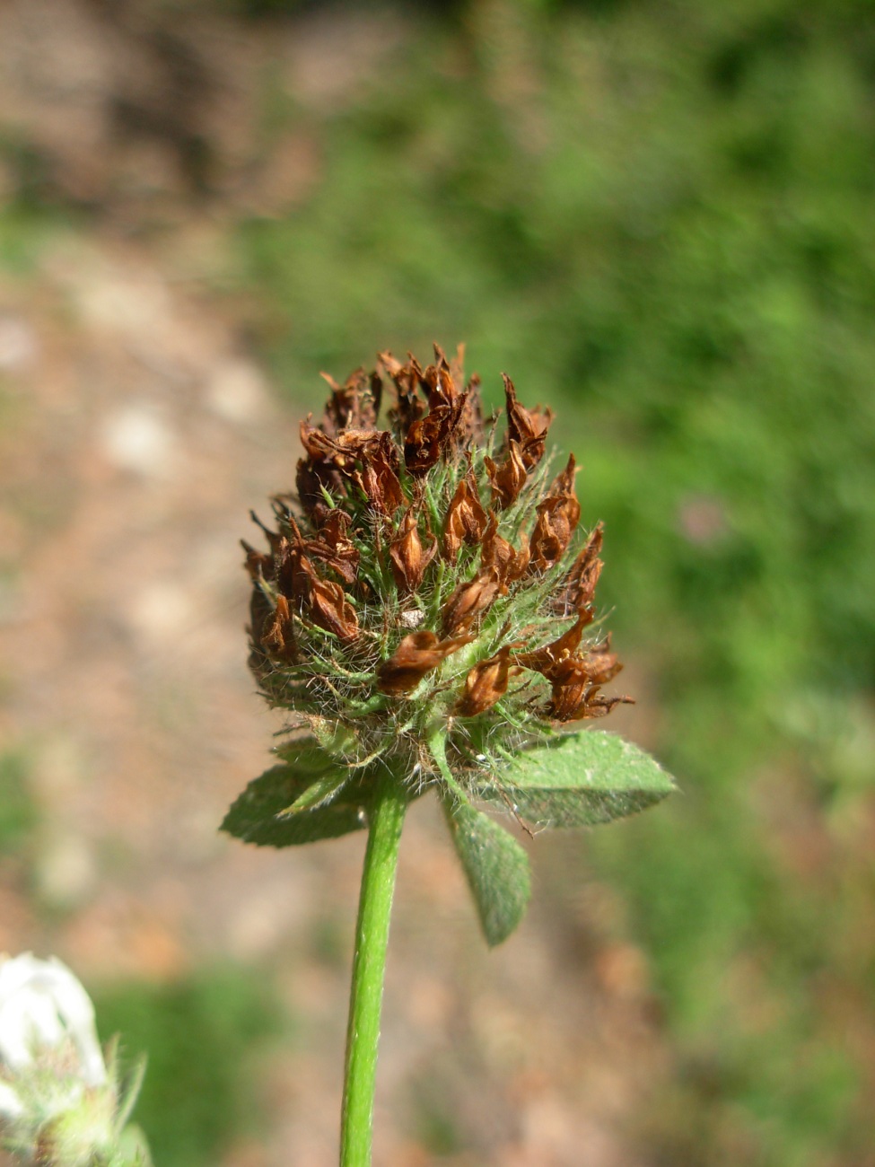 Trifolium pallidum Waldst. & Kit. / Trifoglio pallido